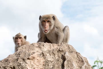 Long-tailed macaque, Crab-eating macaque