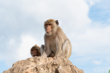 Long-tailed macaque, Crab-eating macaque