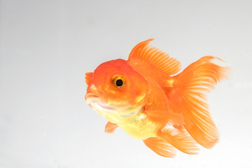 Goldfish isolate on a white background