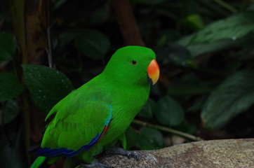 Parrot