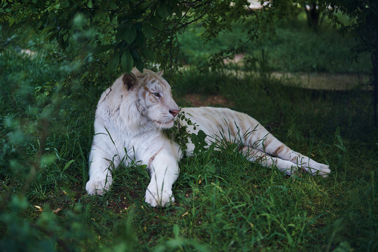 Wild animals, white tiger albino resting in the grass at the zoo