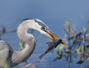 Great Blue Heron with a fish