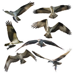 Fototapeta premium Osprey eagles on white background