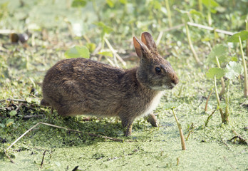 Marsh Rabbit  in Florida wetlands