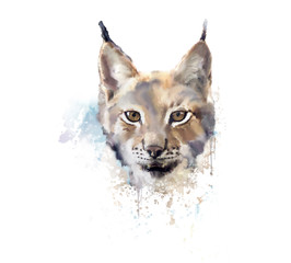 Watercolor lynx. wild cat.
