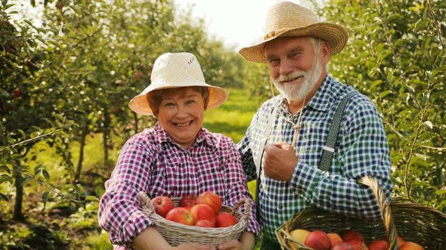 Old married couple of farmers posing to the camera with baskets full of apples in the apple trees orchard and smling. Outdoor. Portrait.