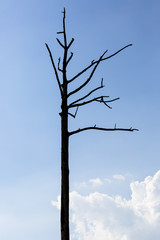 Dead black tree silhouette on blue sky