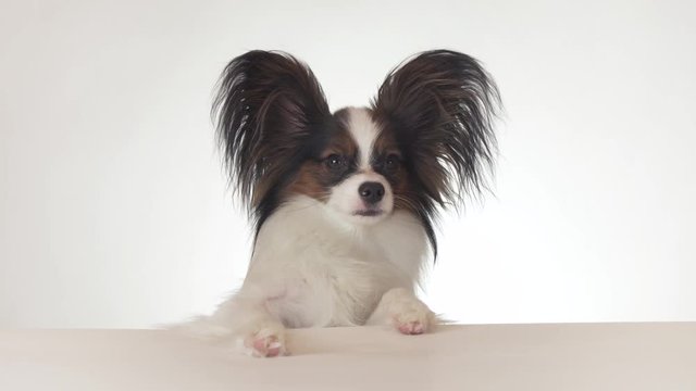 Beautiful young male dog Continental Toy Spaniel Papillon looks around close-up on white background stock footage video