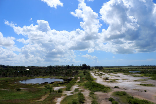Vast Florida Wetlands / Sandy Swamp 