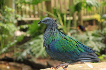A perched Nicobar Pigeon 