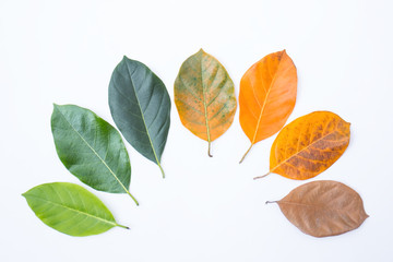 Closeup leaves in different color and age of the jackfruit tree leaves. Line of colorful leaves in...