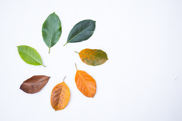 Closeup leaves in different color and age of the jackfruit tree leaves. Line of colorful leaves in...