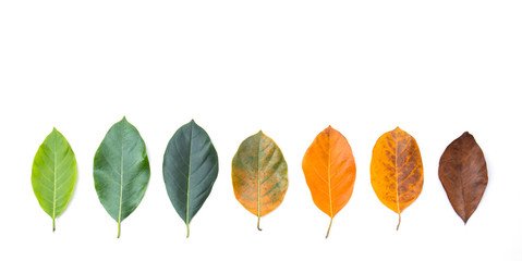 Closeup leaves in different color and age of the jackfruit tree leaves. Line of colorful leaves in...
