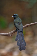 Racket-tailed Treepie; Crypsirina temia , vertical image