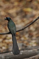 Racket-tailed Treepie; Crypsirina temia , vertical image