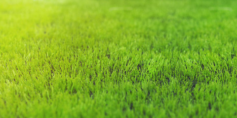artificial green grass on football or soccer field at sunrise.