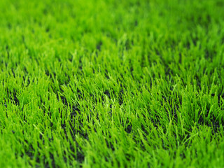 green grass on football or soccer field