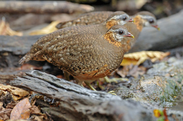 Green-legged partridge, Scaly-breasted partridge
