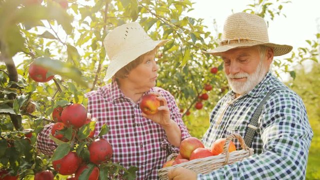 Portrait shot of old farmers picking off apples from the tree and putting them to the basket in the sunny green orchard. Harvest season. Outdoor