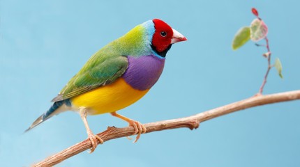 Fototapeta premium Ładny gouldian Finch z Australii
