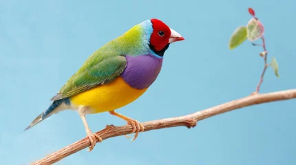 Poster Pretty Gouldian Finch from Australia © Duncan Noakes