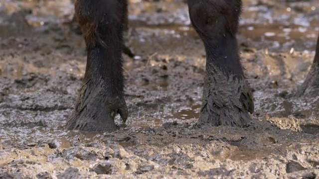 African buffalo's legs in mud