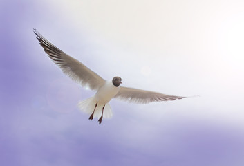 Seagull flying wings spread, white bird