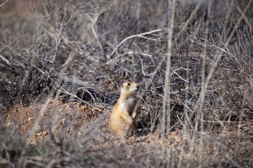 Prairie dog