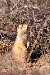 Prairie dog