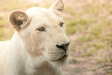Female white lion face