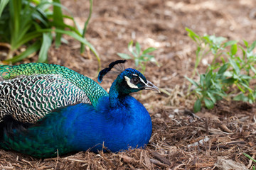 Obraz premium peacock