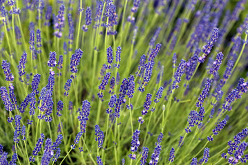 Lavender bushes close-up in a park. Lavender background.Nature concept