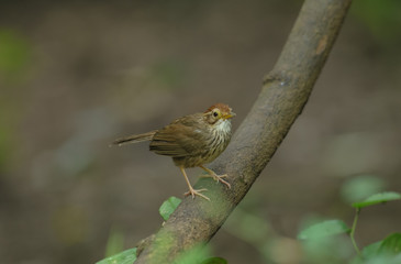 Puff-throated Babbler