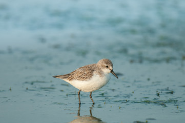 Little water bird walking in the salt pan, Sandpiper, stint