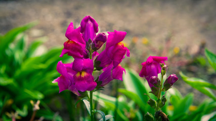 Obraz premium Snapdragon flowers in garden
