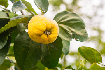 Quince fruit on a tree branch