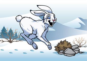 arctic hare in winter © bazzier