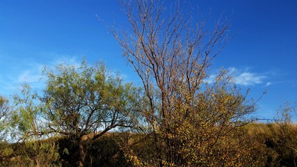 Fototapeta premium Tree on Slope With Blue Sky
