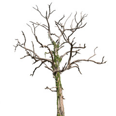 Dead tree isolated on white background