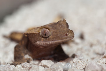 Crested Gecko