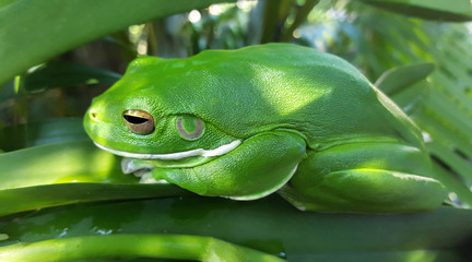 Tropical green frog