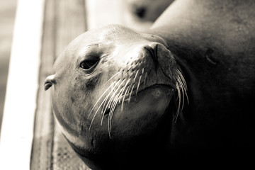 Obraz premium California Sea Lion