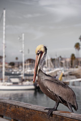 Pelican