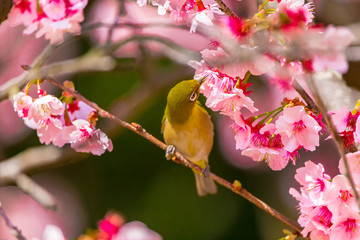 The Japanese White-eye.The background is cherry blossoms. Located in Tokyo Prefecture Japan.