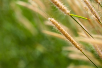 Grass. Fresh green spring grass