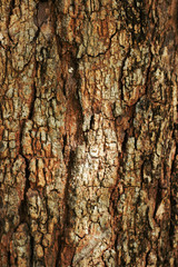 Old grunge dark textured wooden background,The surface of the old brown wood texture