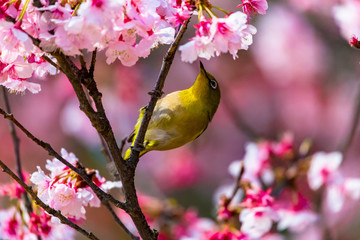 The Japanese White-eye.The background is cherry blossoms. Located in Tokyo Prefecture Japan.