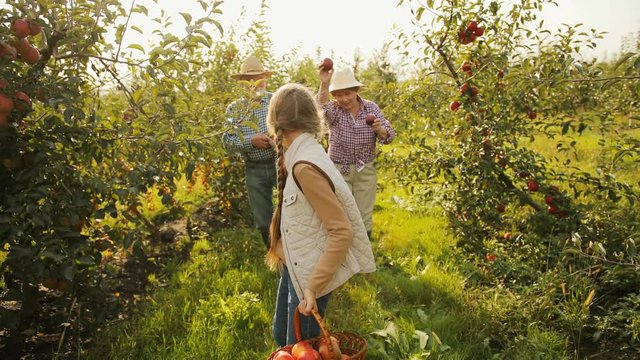 Old joyful grandparents with their granddaughter walking among the apple trees with the harvest in the baskets and plucking apples. Green garden on the sunny warm autumn day. Outdoor