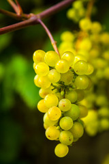 Wine grapes on a vine in a vineyard