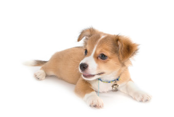 cute chihuahua puppy lying on white background